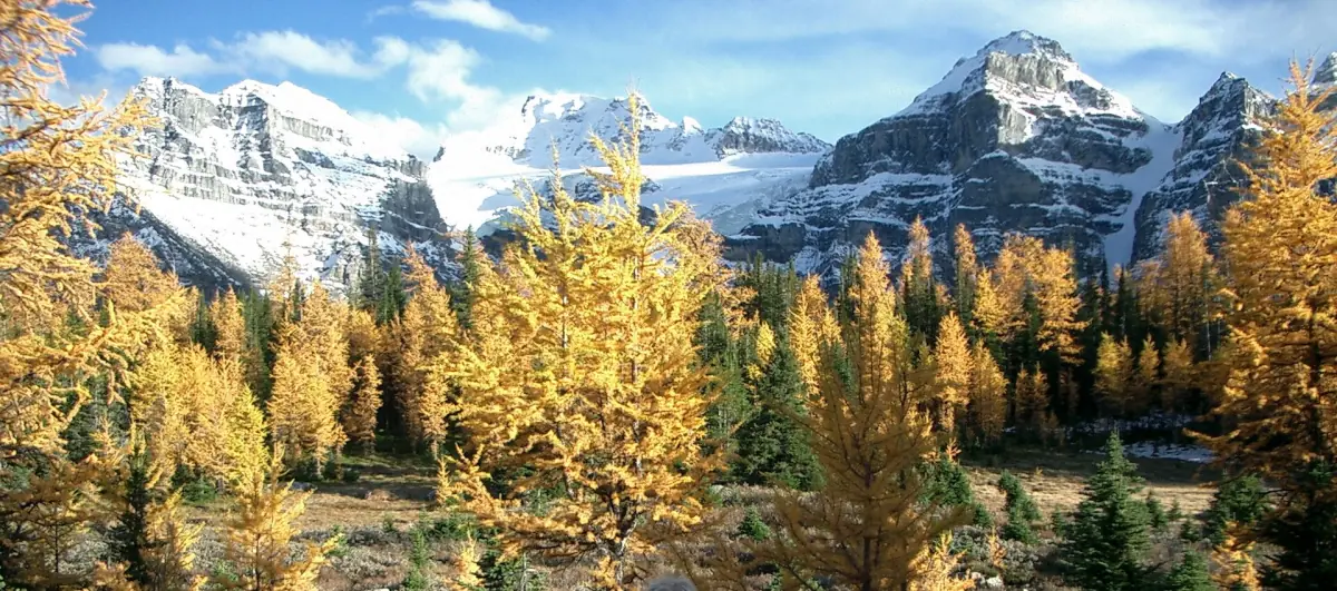 Golden subalpine larches in Larch Valley