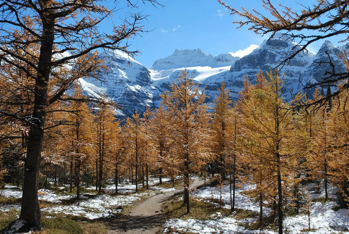 Subalpine larches on the Larch Valley trail