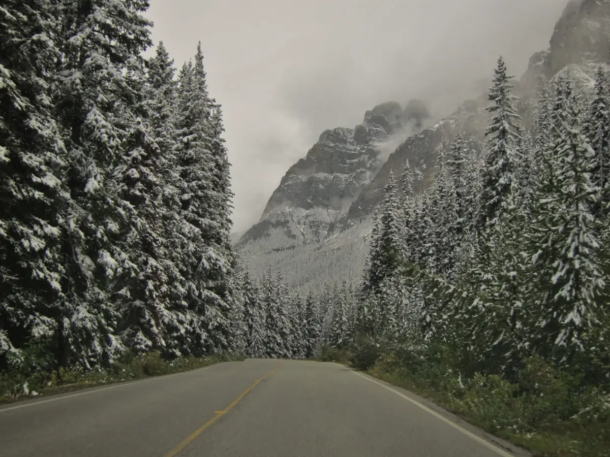 The Moraine Lake road through the forest